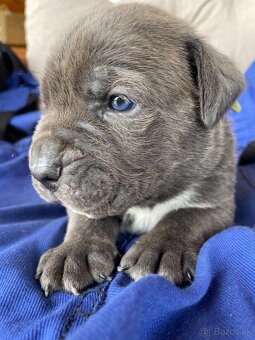 Cane Corso šteniatka - 18