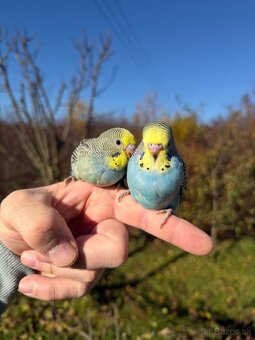 Andulka Maznačik krotká - 18