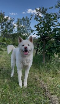 Akita inu šteniatka - 18