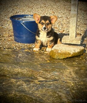Welsh Corgi Pembroke - 18