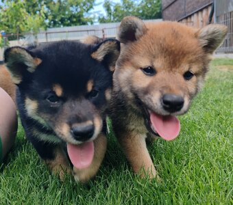 Shiba inu psýky s PP - 18
