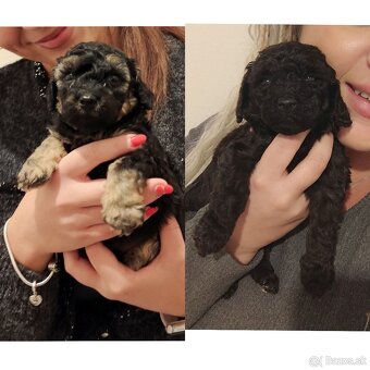 Pudel trpasličí - 18