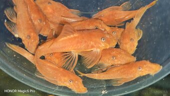 Akvariové ryby (raritky) k odberu - 18