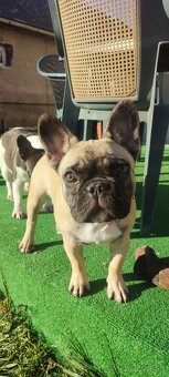 Francúzsky buldoček s PP - 18