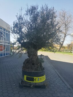 Olivovník bonsai - 18