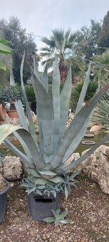 Stredomorské rastliny a palmy - 18