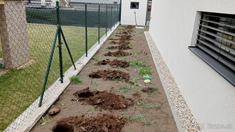Tuja Smaragd, vavrínovec, červienka - Liptovský Mikuláš - 18