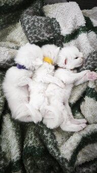 Maine coon Mainska myvalia mačka mačiatka - 18