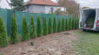 Tuja Smaragd, vavrínovec, červienka, gaštan - Prešov - 18