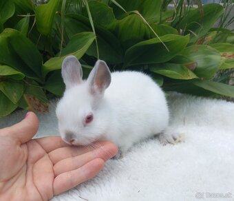 Mini zakrslé zajačiky s LO uškami. - 18