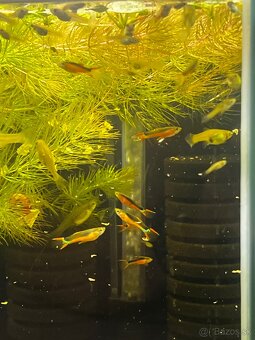 Gupky | Endlerky | Živorodky (NR) - 18