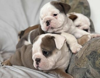 Anglicky Bulldog-steniatka - 18