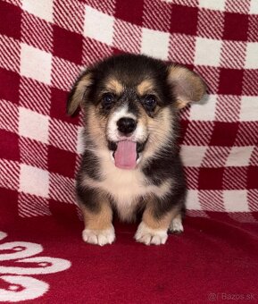 Welsh Corgi Pembroke - 18