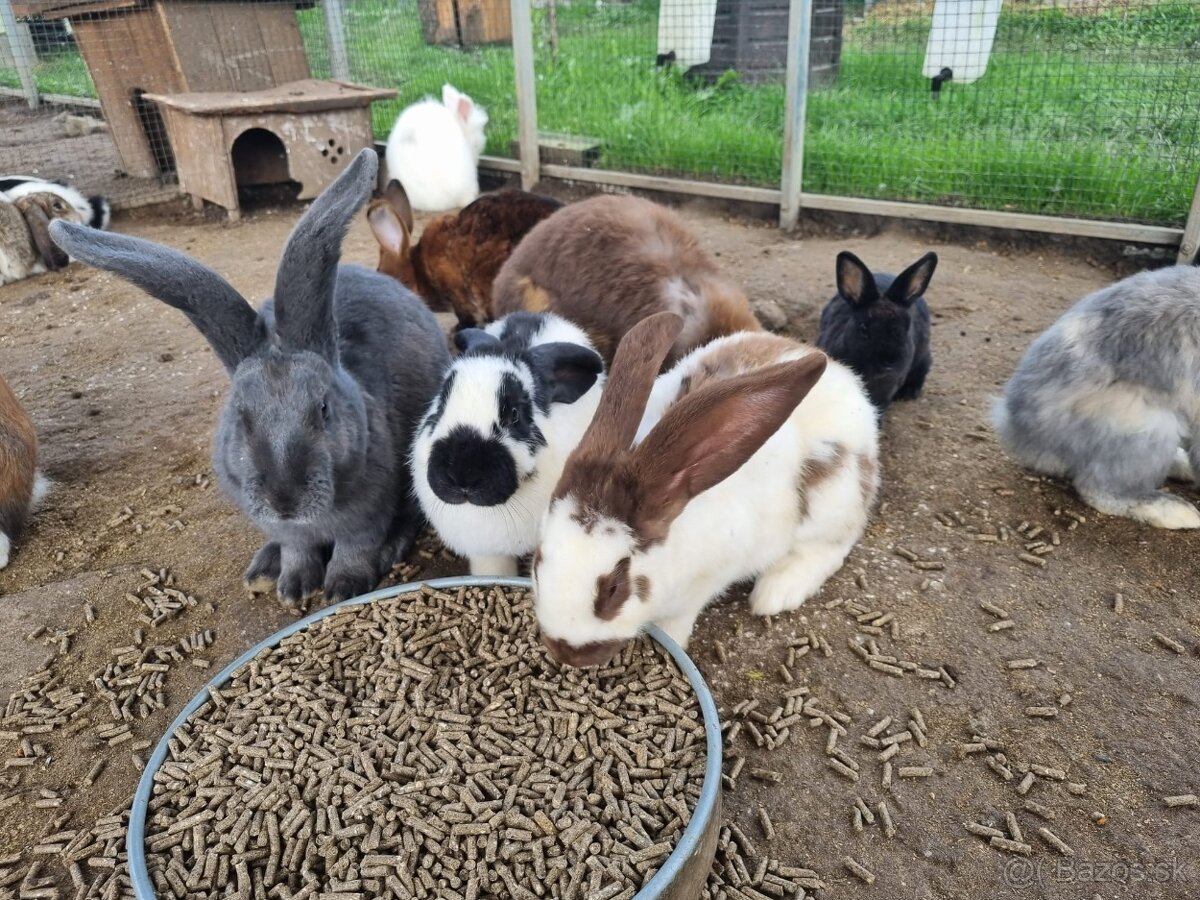 NOS ,FRANCUZSKY BARAN - 19