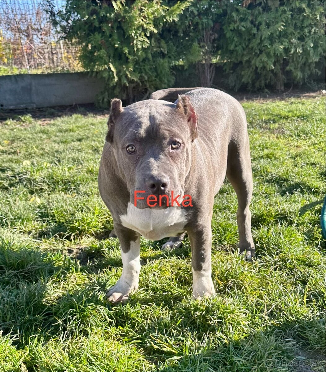 American Bully XL - 19