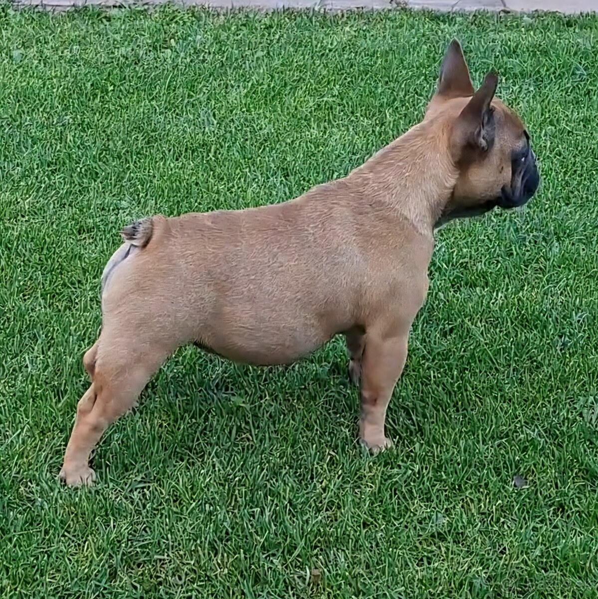 Francouzsky buldoček s PP - sučky - 19