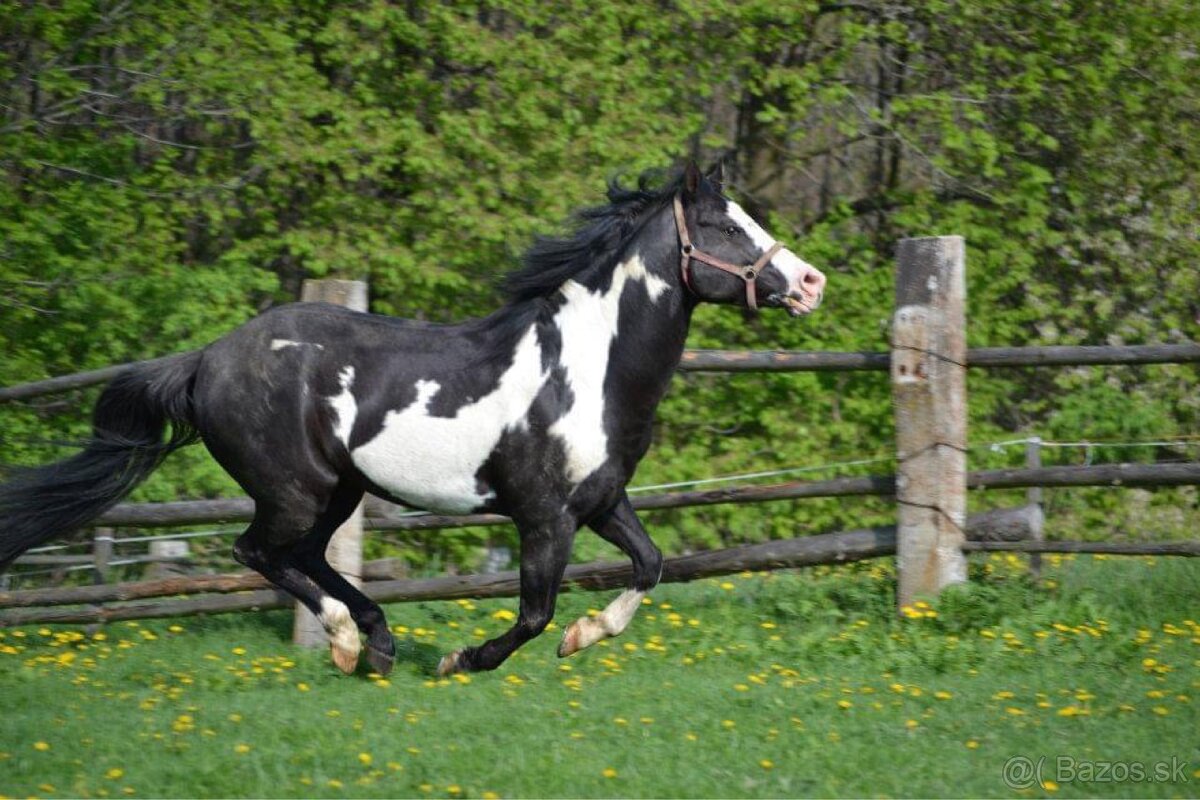 APH SORREL ŽREBČEK NA PREDAJ - 19