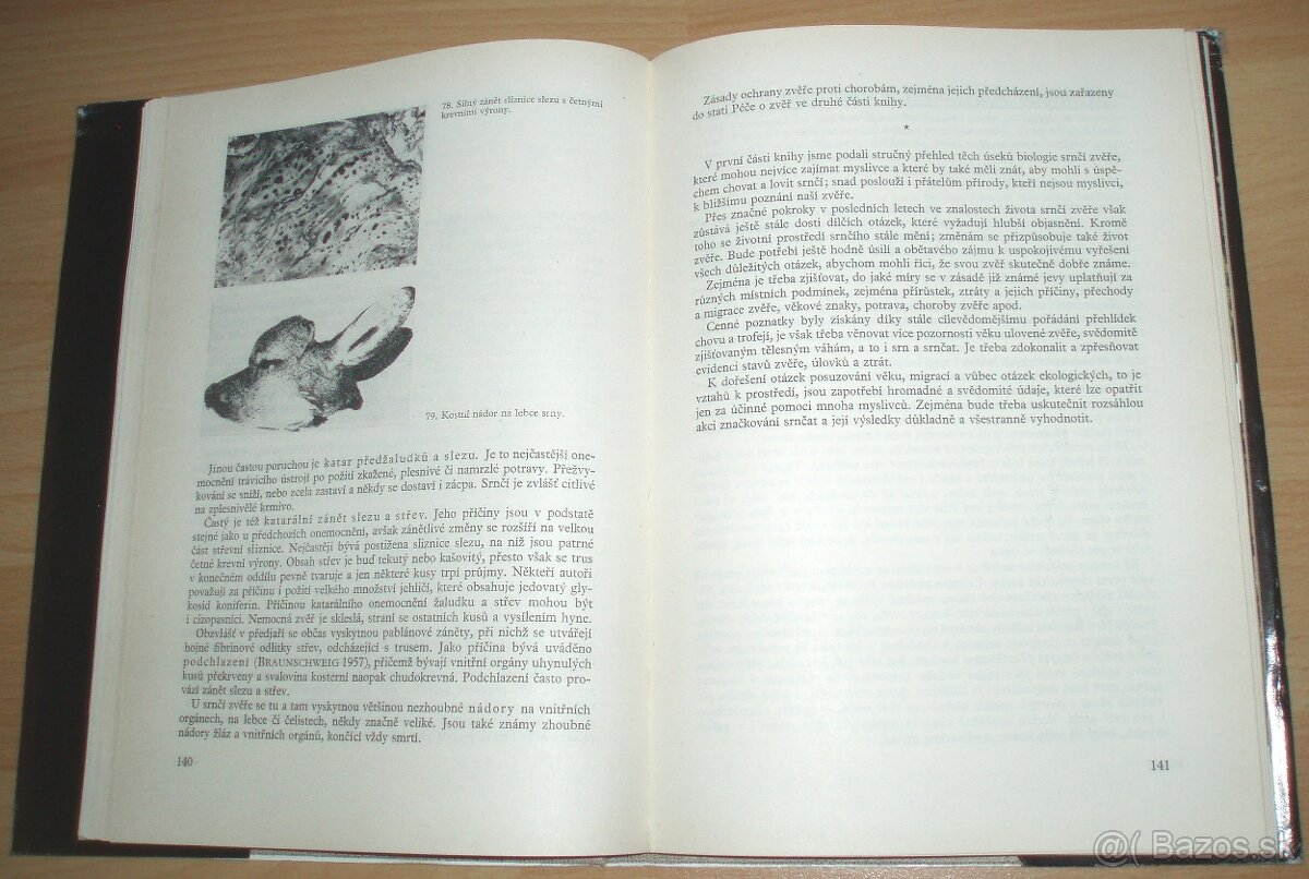 Srnčí zvěř - 19