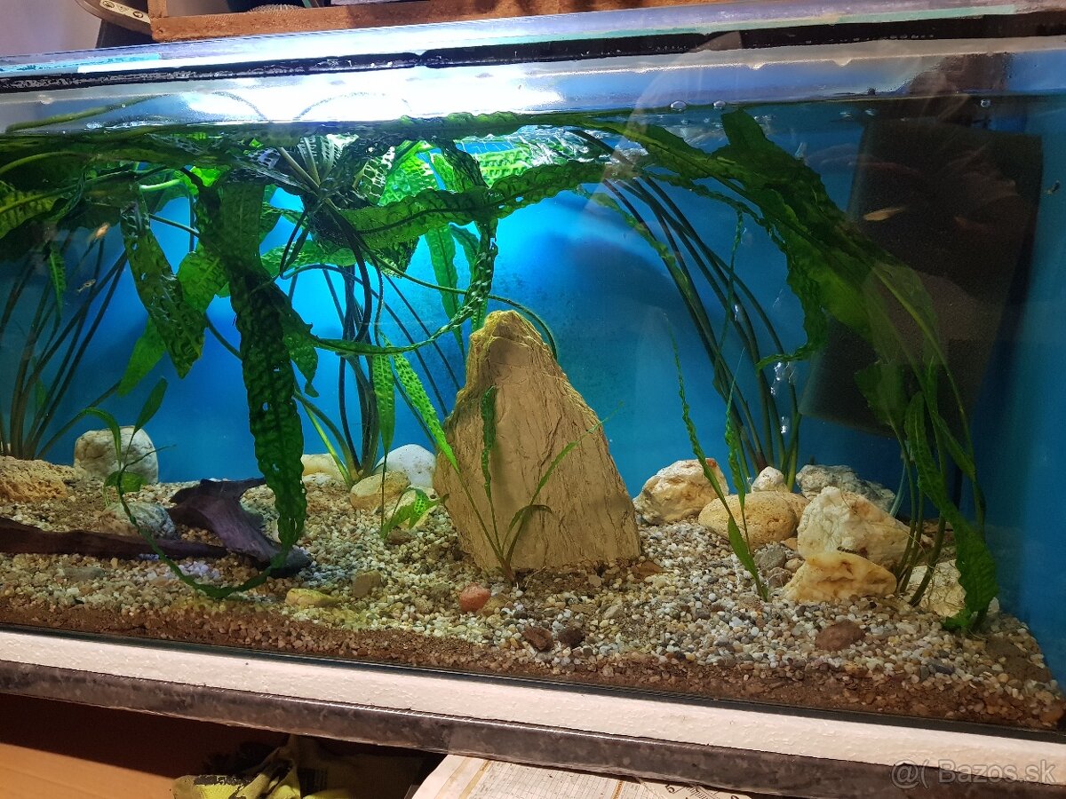 krásne zabehnuté 130 litrové akvárium - 19