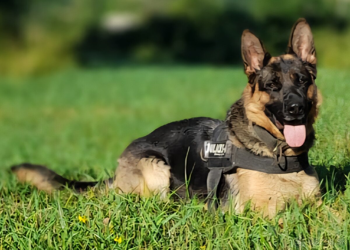 Nemecký ovčiak - šteniatka - 19