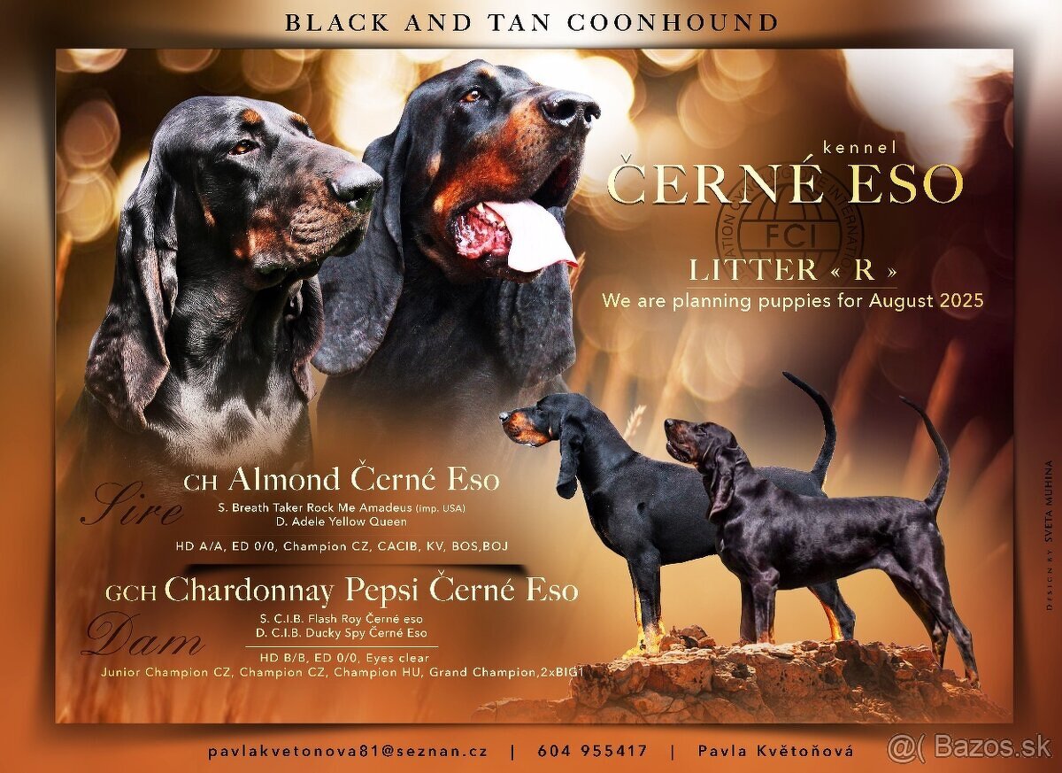 Americký mývalí pes- Black and Tan Coonhound - 19