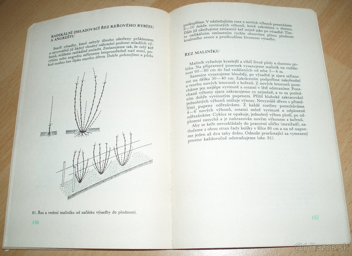 ez ovoných dřevin - 19