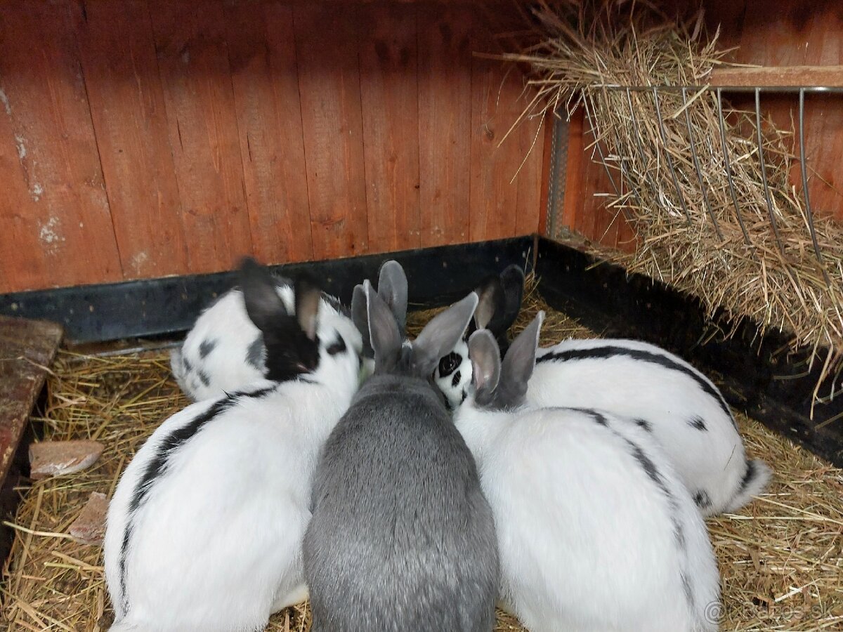 Králiky do chovu - 19