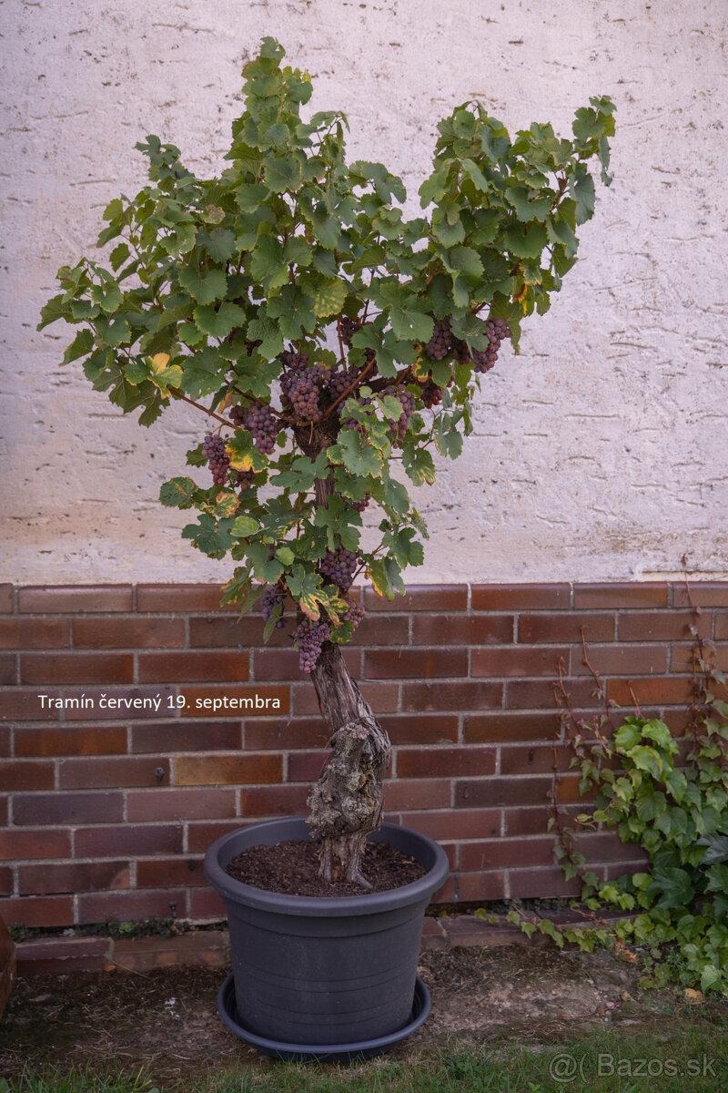 Starý vinič v kvetináči - 19