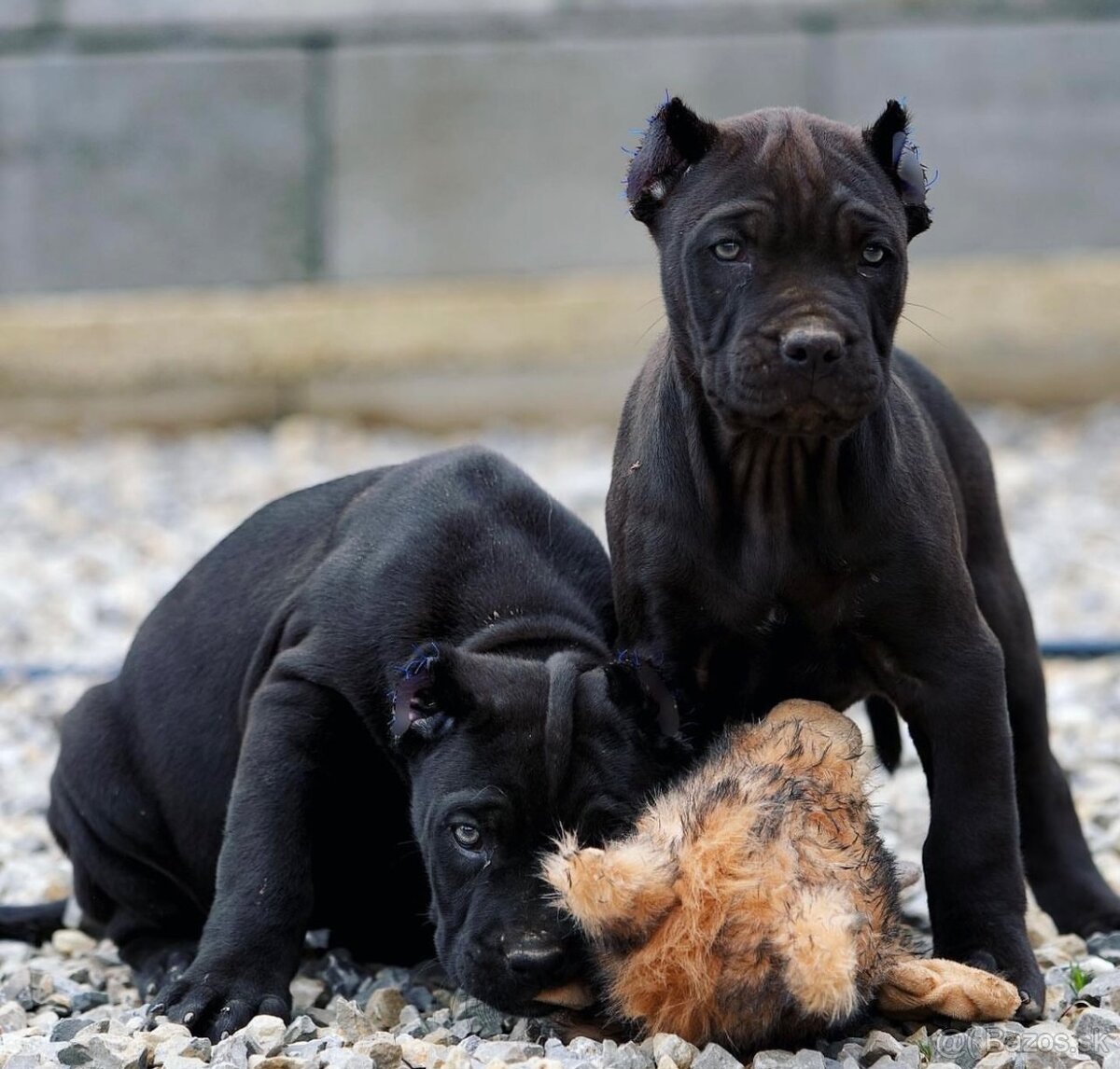 Bandog, cane corso, presa, doga, pitbull - 19