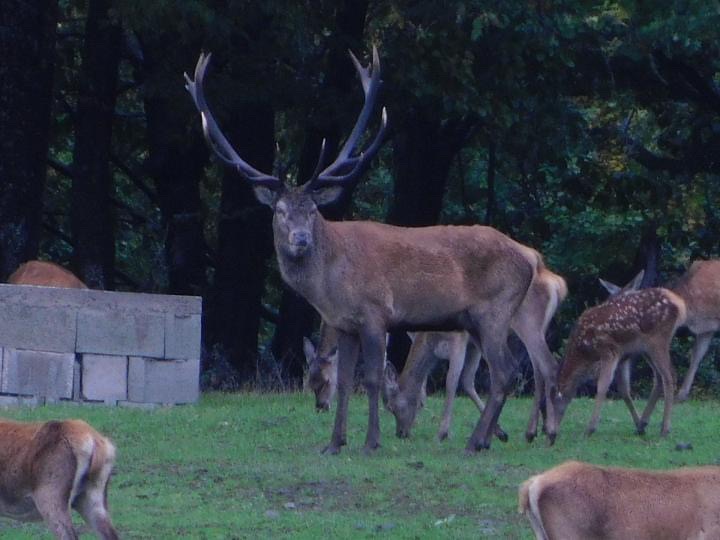 Predám Nikon Coolpix B500 – perfektný stav, príslušenstvo mo - 19