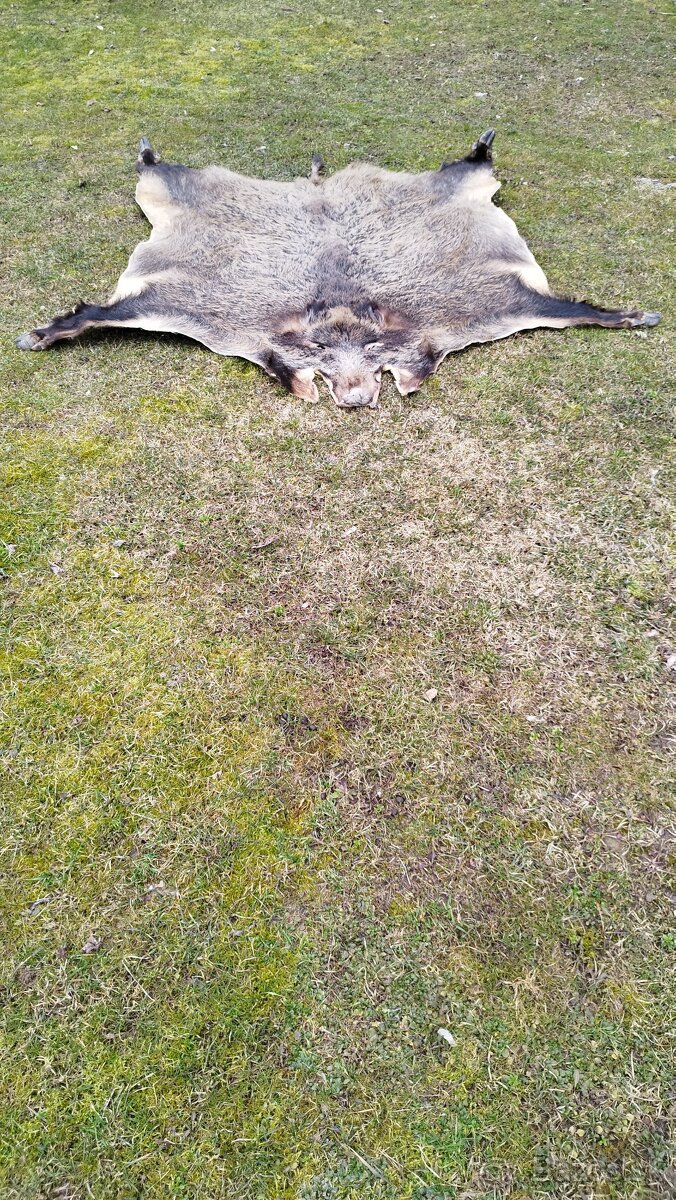 Predám vypracovanu kožu zlatého diviaka parožie zhody trofej - 19