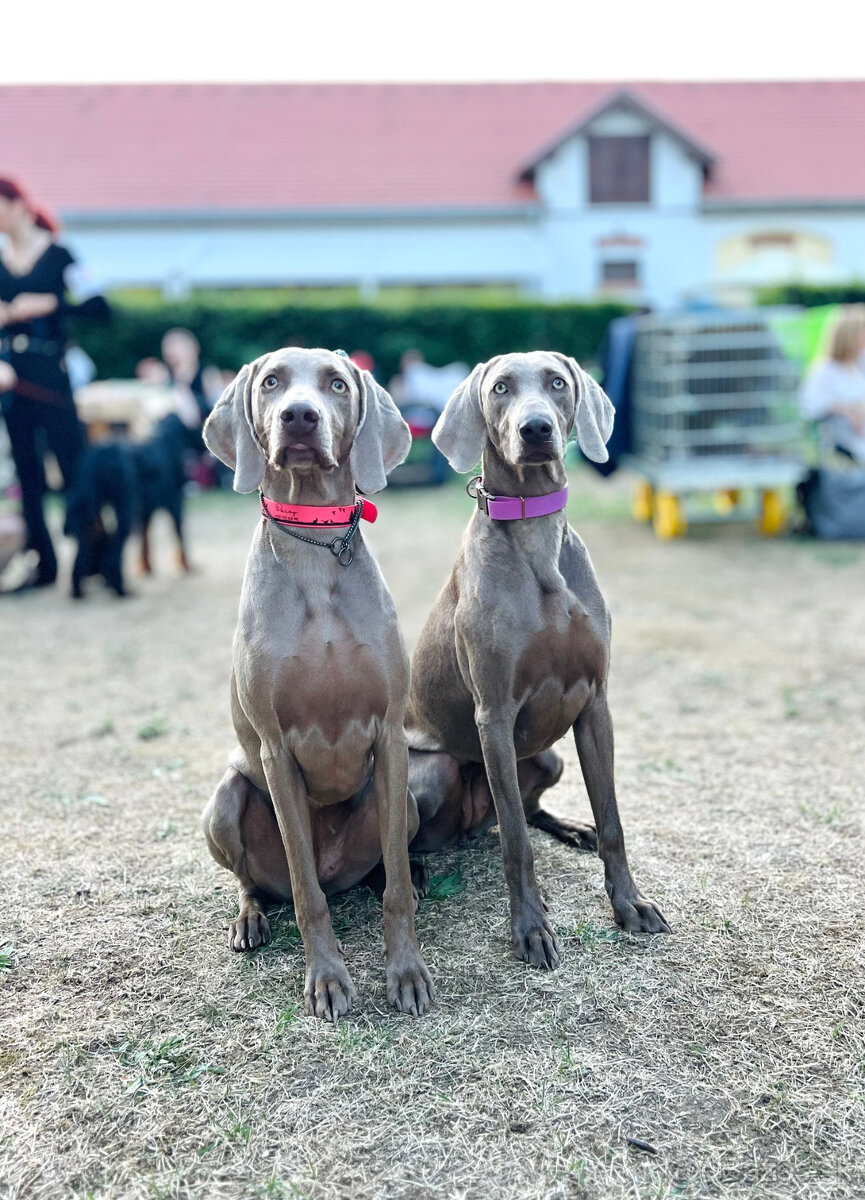 Weimarský krátkosrstý stavač - štěniatka s PP - 19