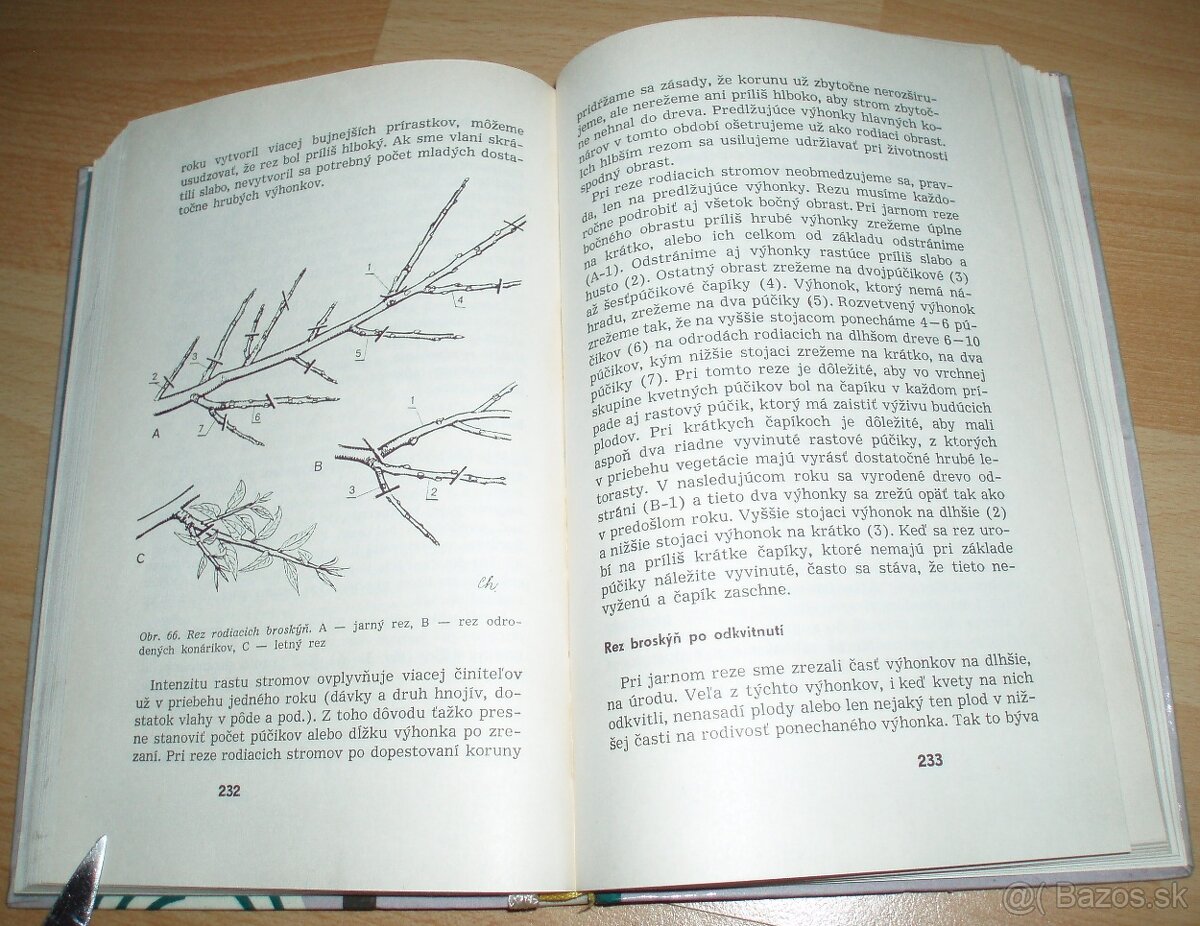 Rez a tvarovanie ovocných drevín - 19