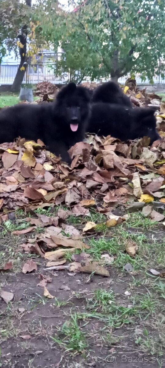 Nemecký ovčiak šteniatka - 19