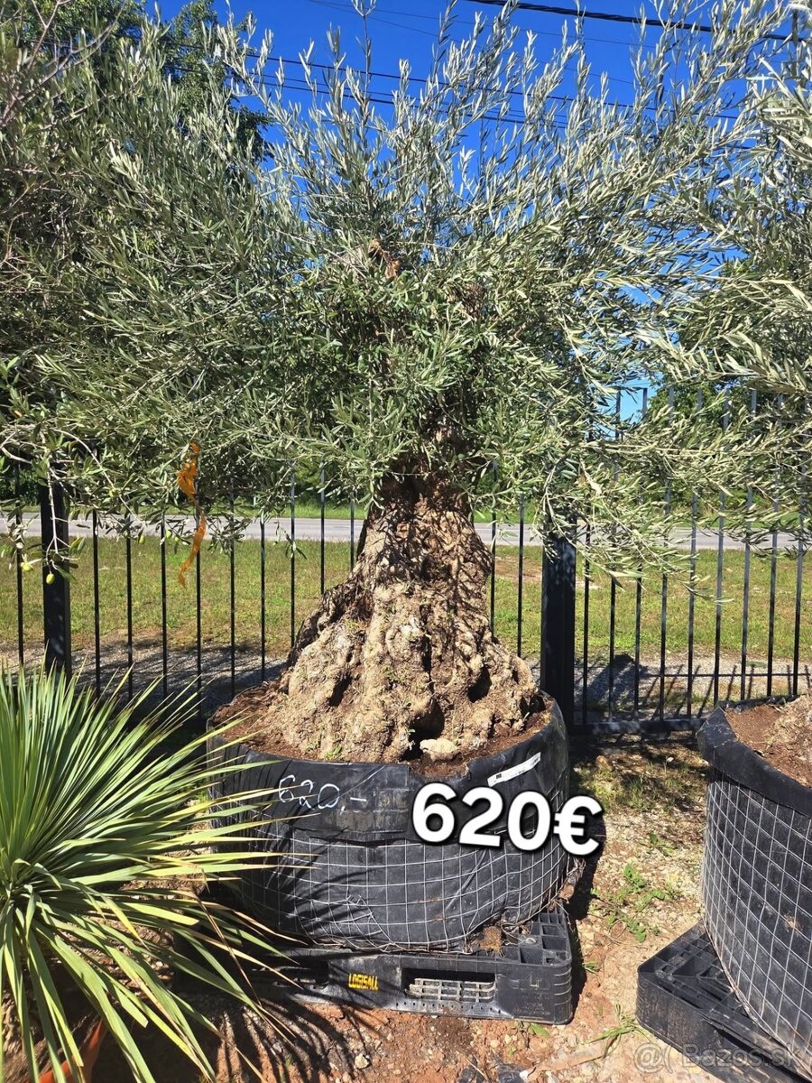 Mrazuvzdorne Olivovníky - 19