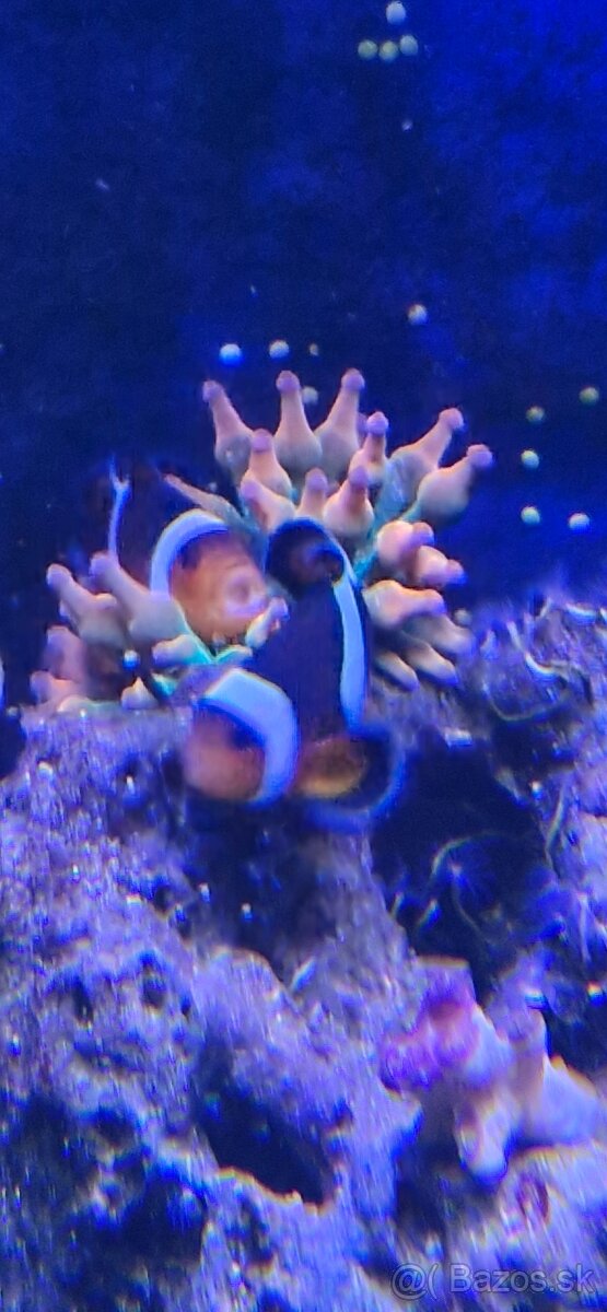 Morske akvarium - 19