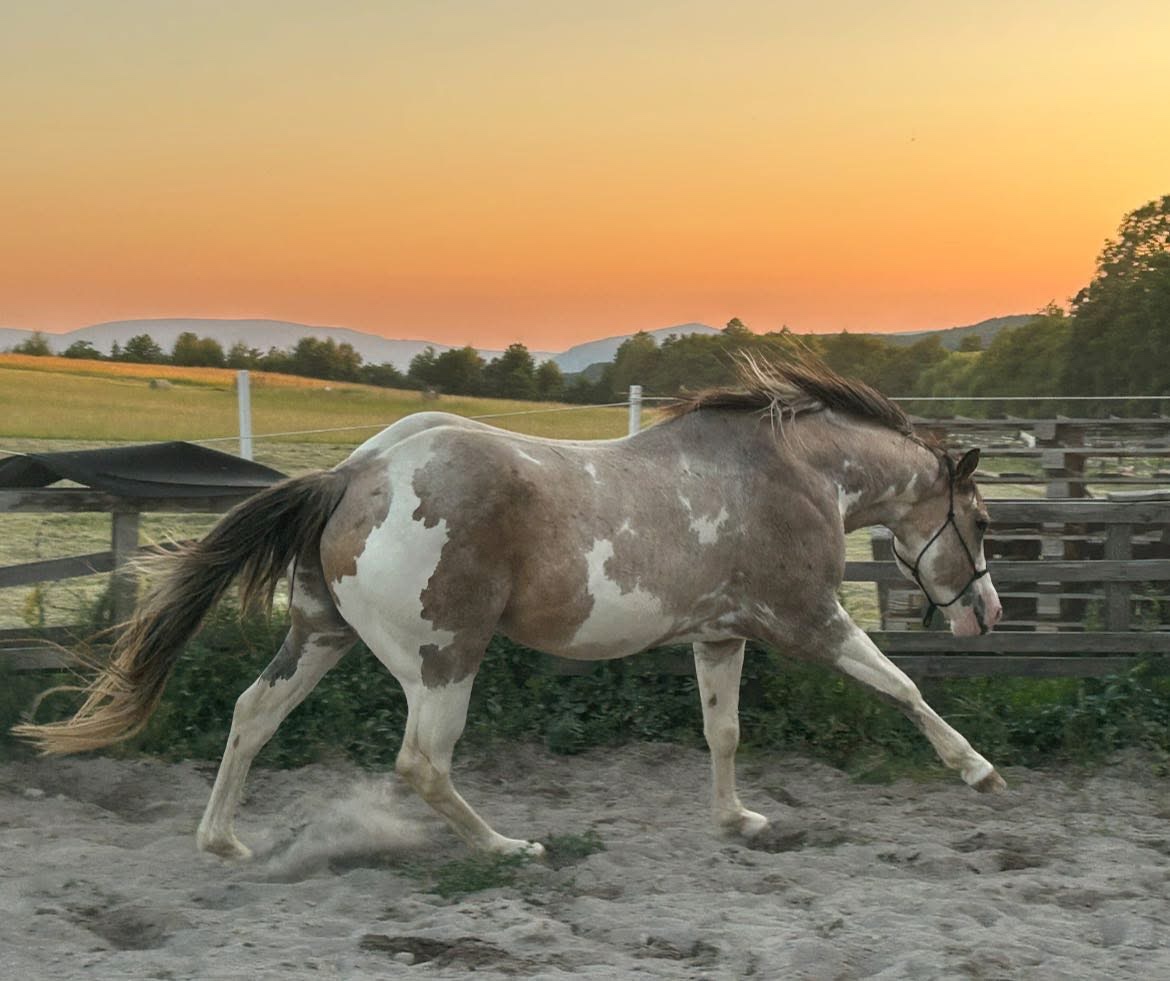 Zrebcek Aph Buckskin overo/sabino - 19