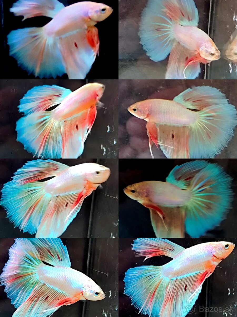 Betta Splendens - Bojovnica Pestrá. - 19