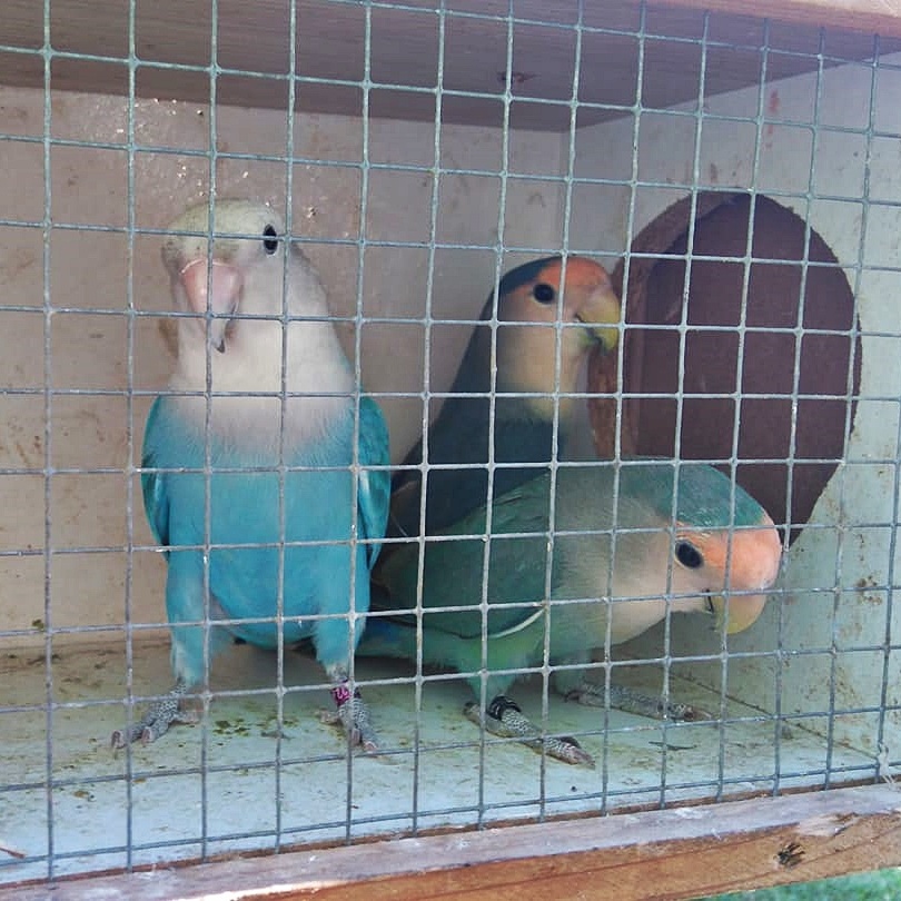 Agapornis Ruzovohrdly - mladé 2025 - 19