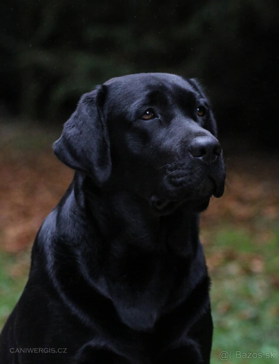 Labrador retriever - šteniatka - 19