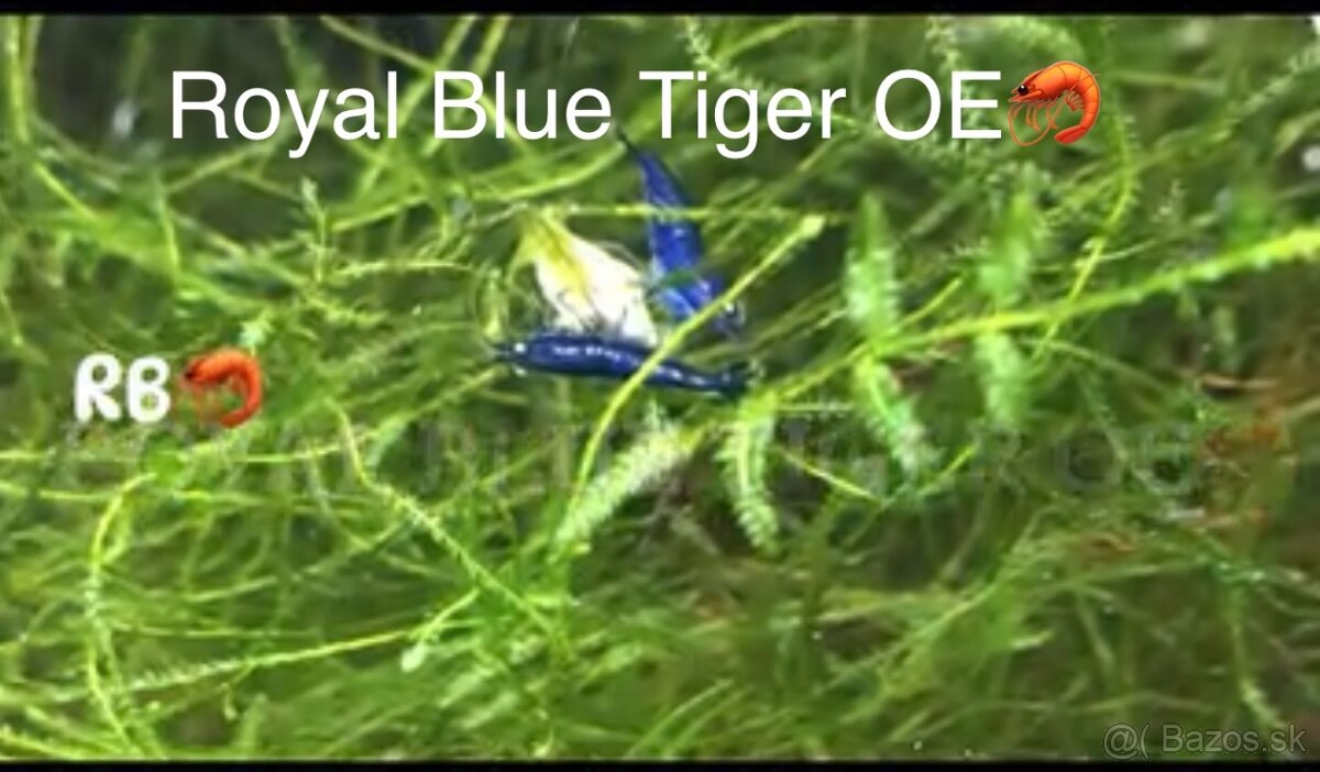 PREMIUM AKVA KREVETKY🦐Caridina a Neocaridina- Odber Zilina - 19