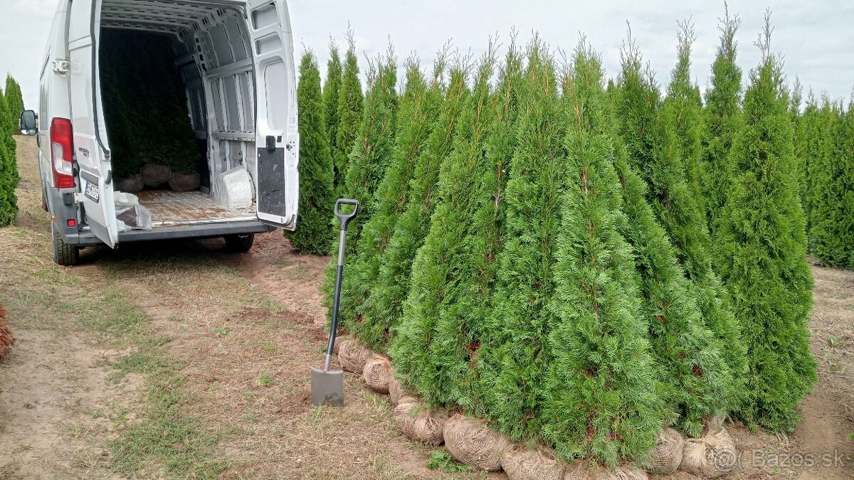 Tuja Smaragd, vavrínovec, červienka, gaštan - Prešov - 19