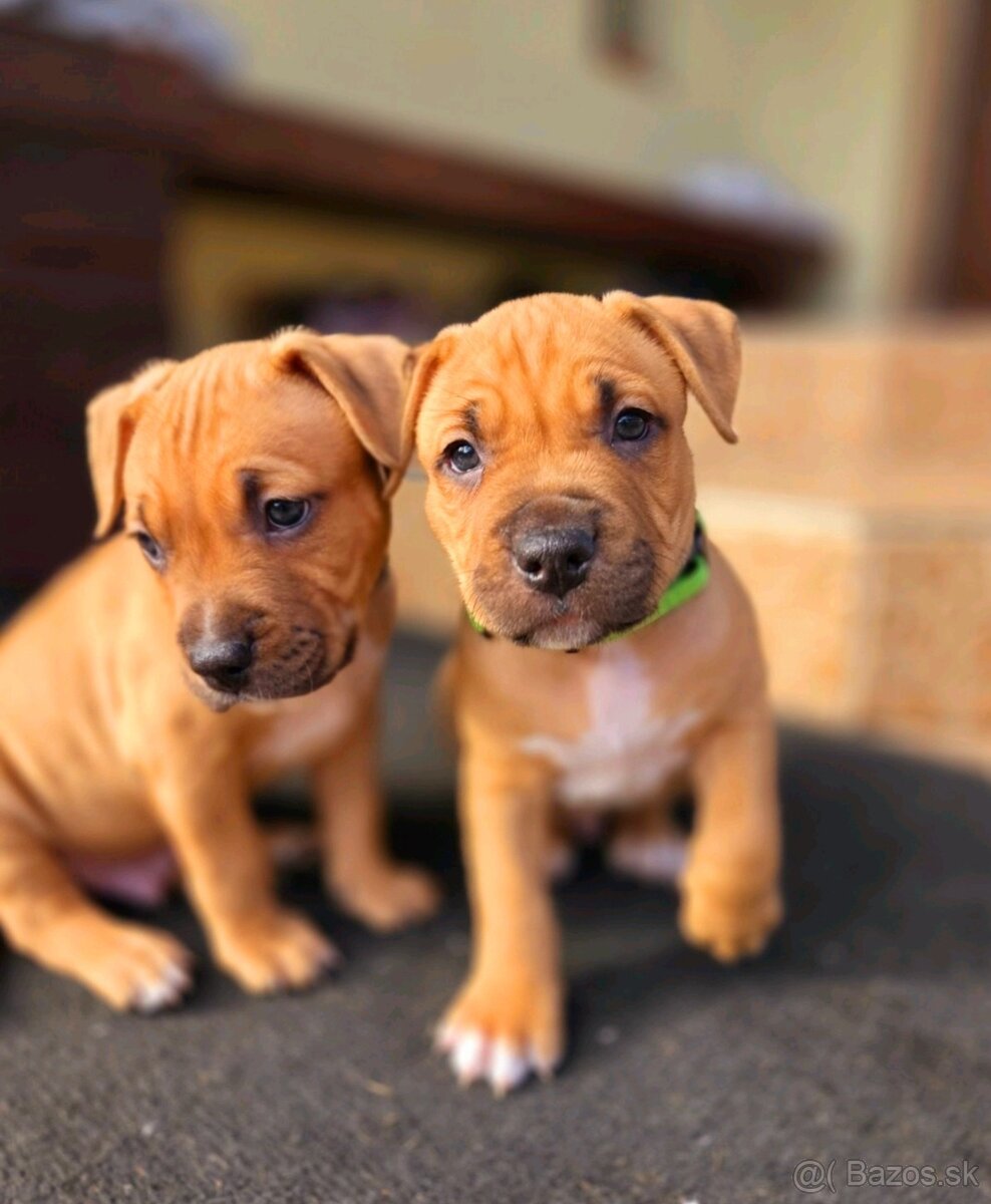 Americký stafordširský teriér - 19