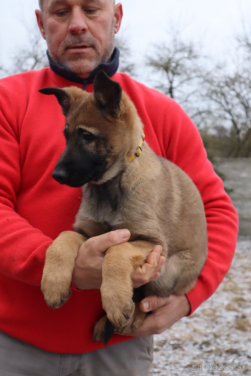 Nemecký ovčiak šteniatka s PP WORK line - 19