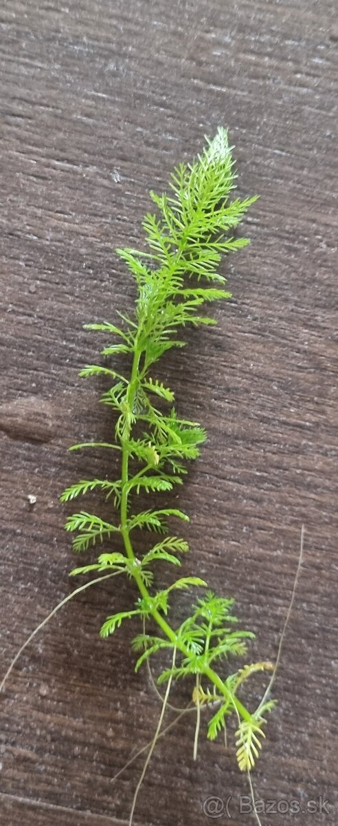 Predam rastliny do akvaria - 19