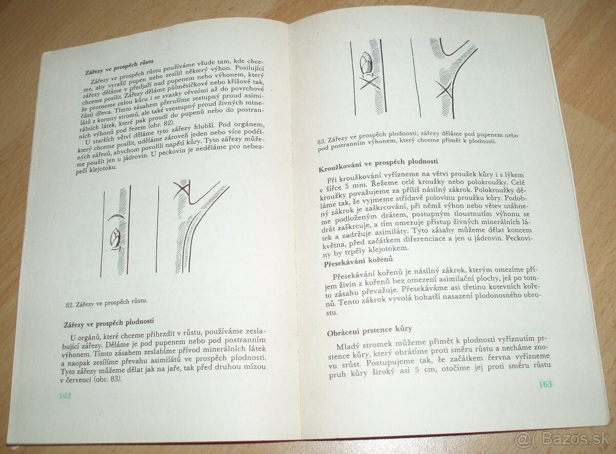 Řez ovoných dřevin - 19