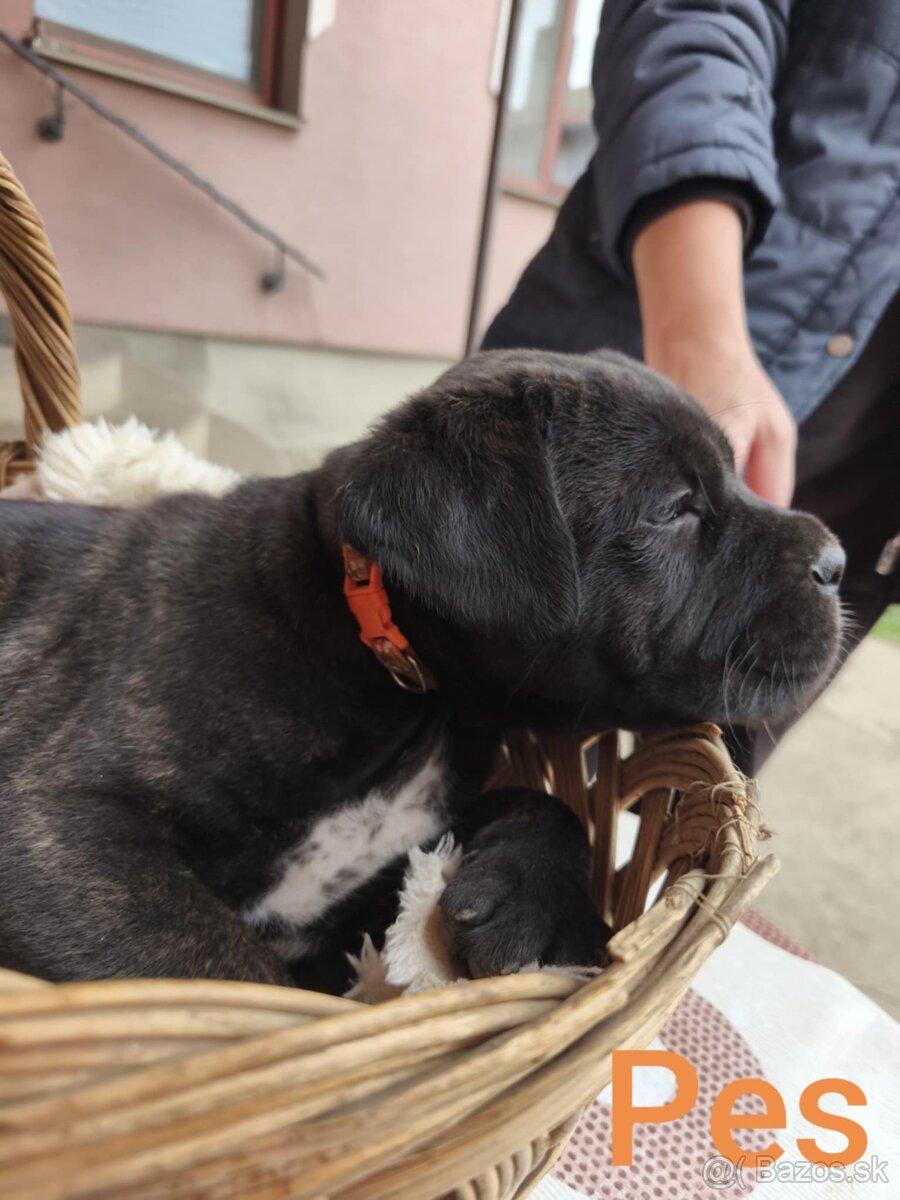 Cane Corso bez PP - 19