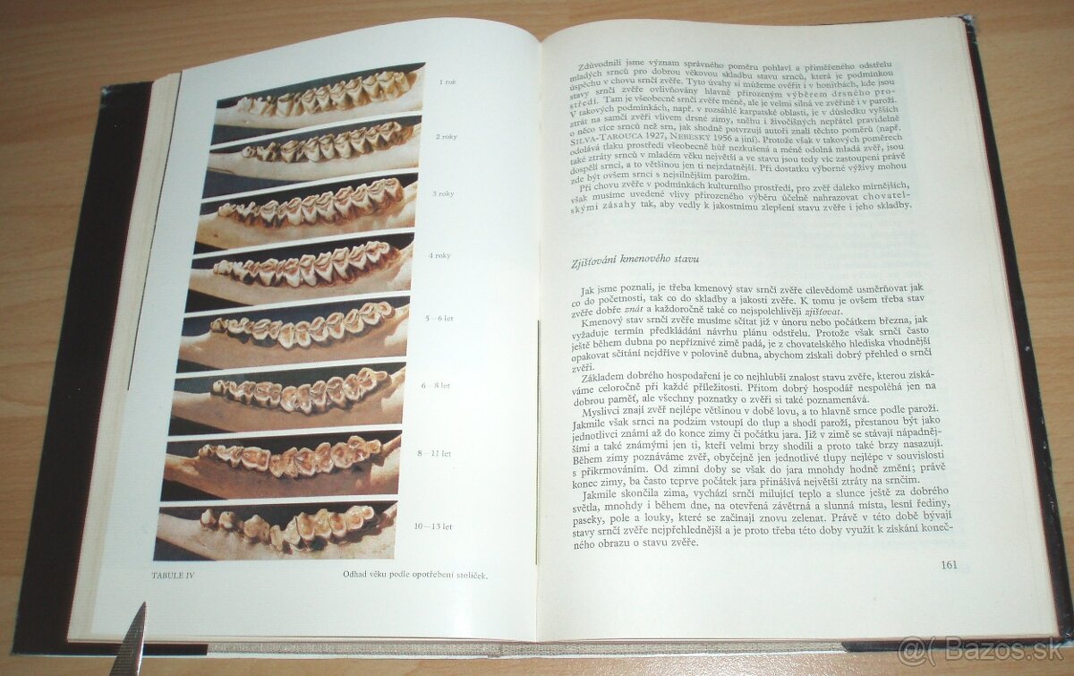 Srnčí zvěř - 19