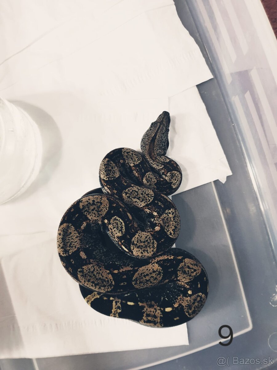 Veľhad královský - 19