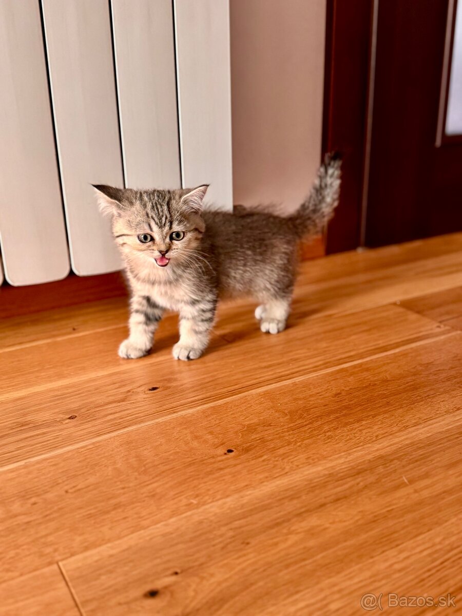 Škótska klapouchá mačka, scottish fold,straight s PP - 19